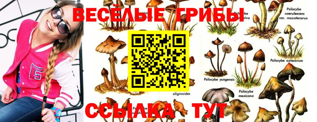 Псилоцибиновые грибы Psilocybine cubensis Качканар
