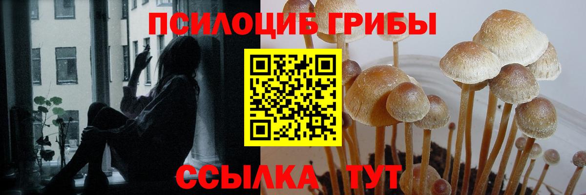 Псилоцибиновые грибы Magic Shrooms  Вход с VPN  Качканар  Псилоцибиновые грибы Psilocybe 